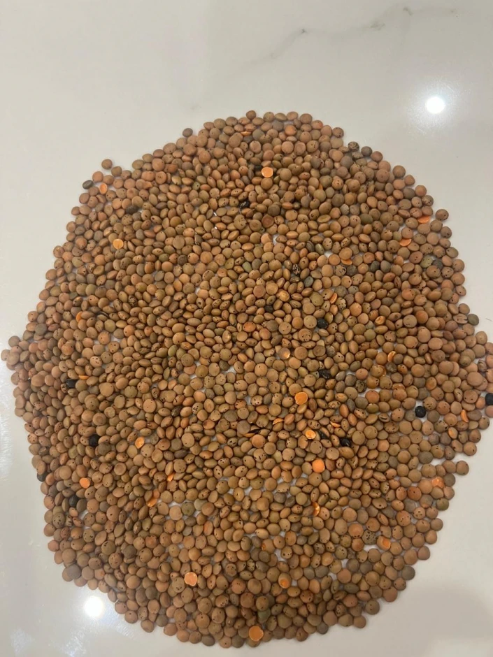 I will buy red lentils for export. #1