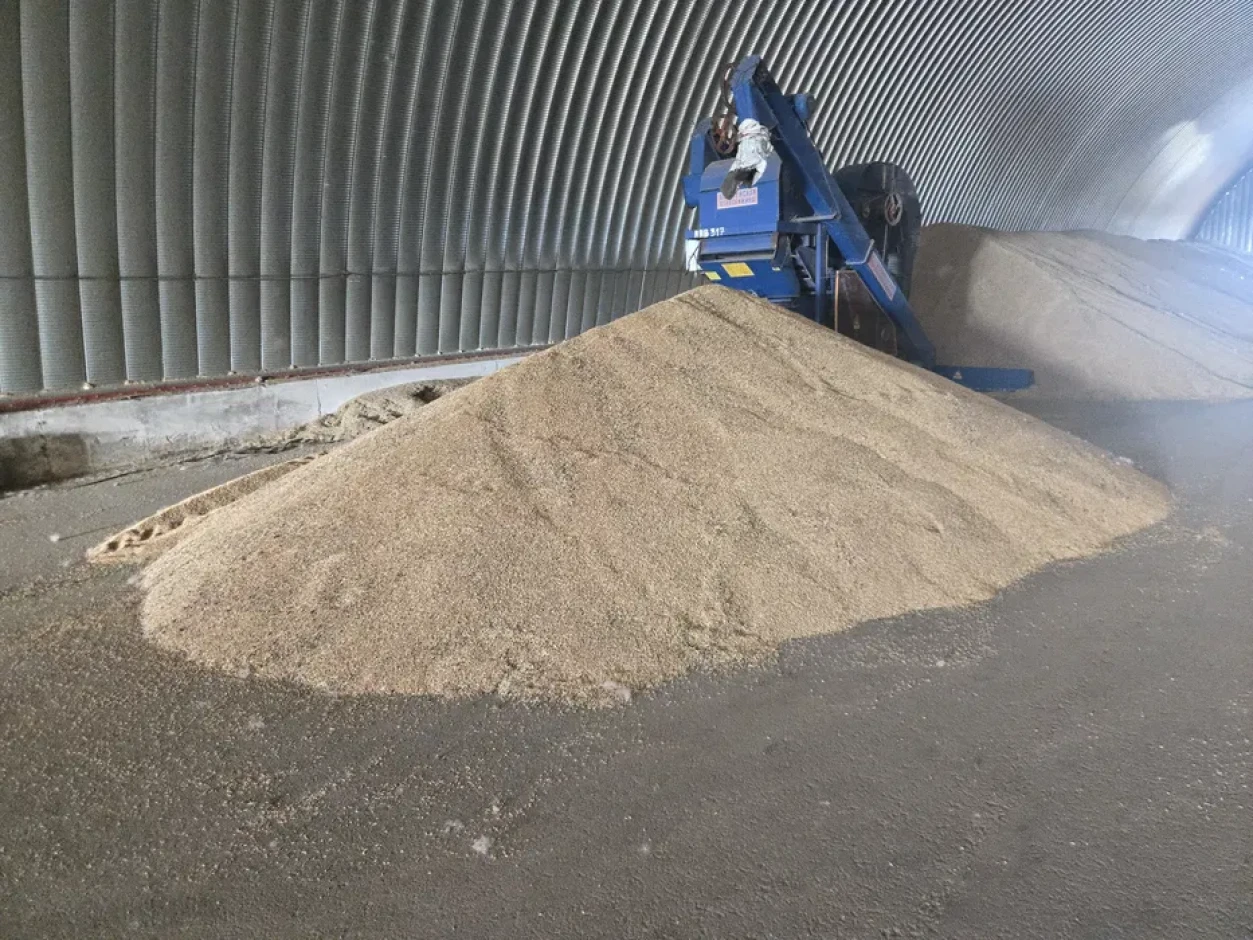 Barley for sale, 1st class, harvest 2026. #4