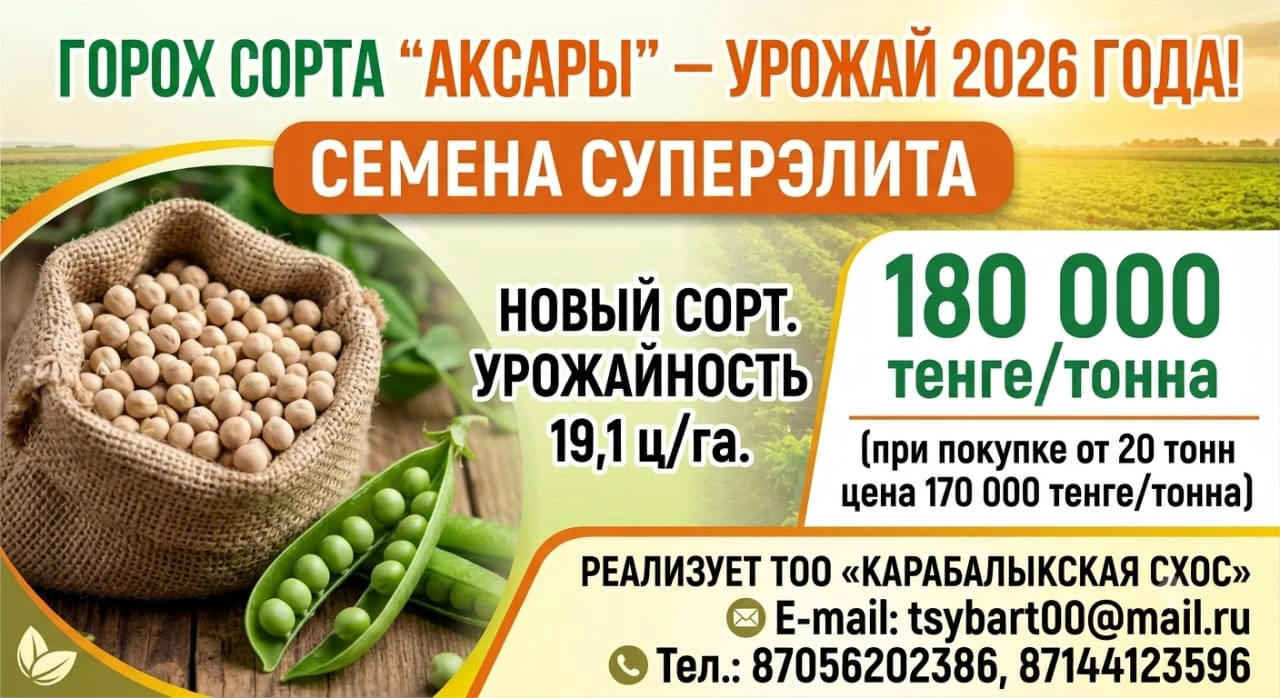 ТОО «Карабалыкская СХОС» реализует семена гороха с урожая 2026 года - 1 ТОО «Карабалыкская СХОС» реализует семена гороха с урожая 2026 года #1