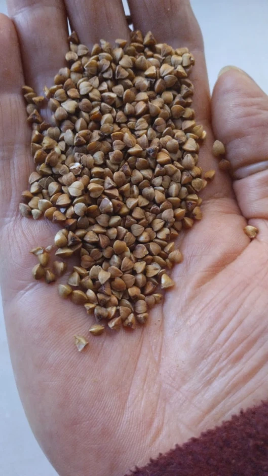 I will sell buckwheat. #2