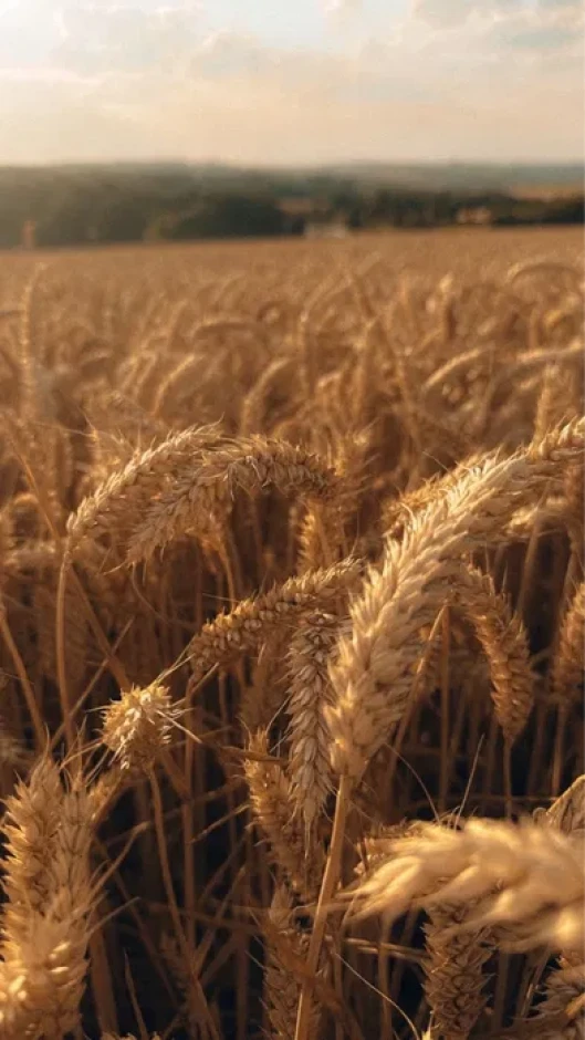 The barley is dry, odorless. #1