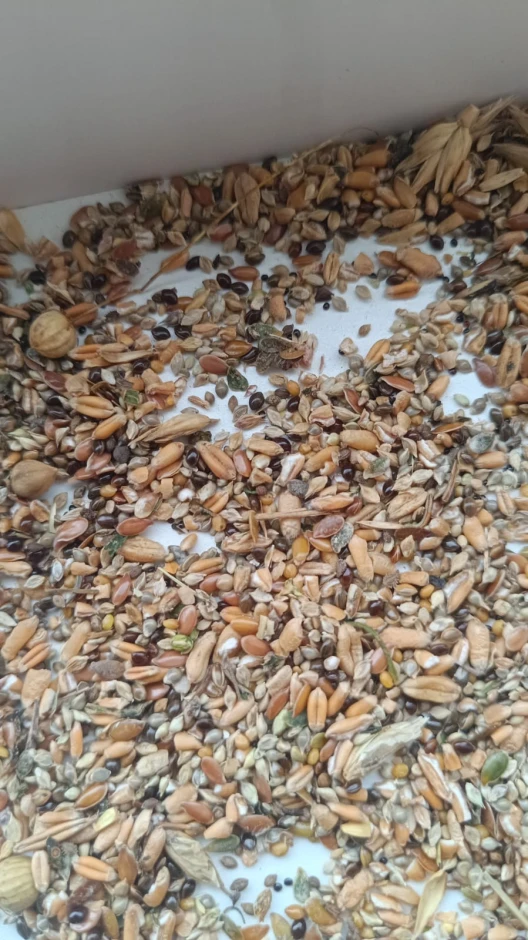 Grain waste. #1