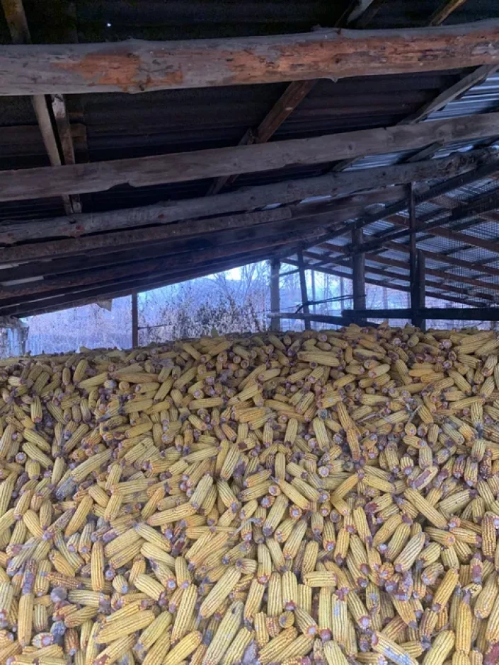 Продам кукурузу дробленная или пачатках #1