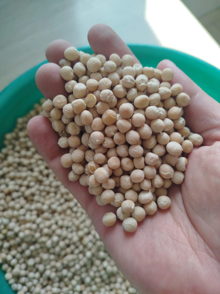 Горох 100 тонн #1