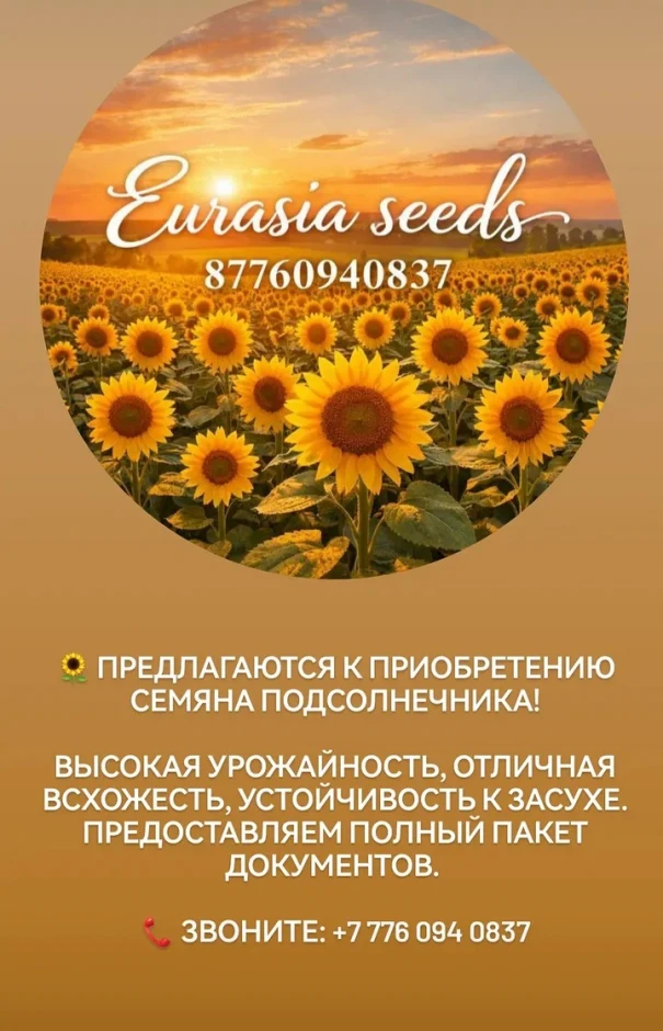 Продаём семенной картофель (Нидерланды) #1