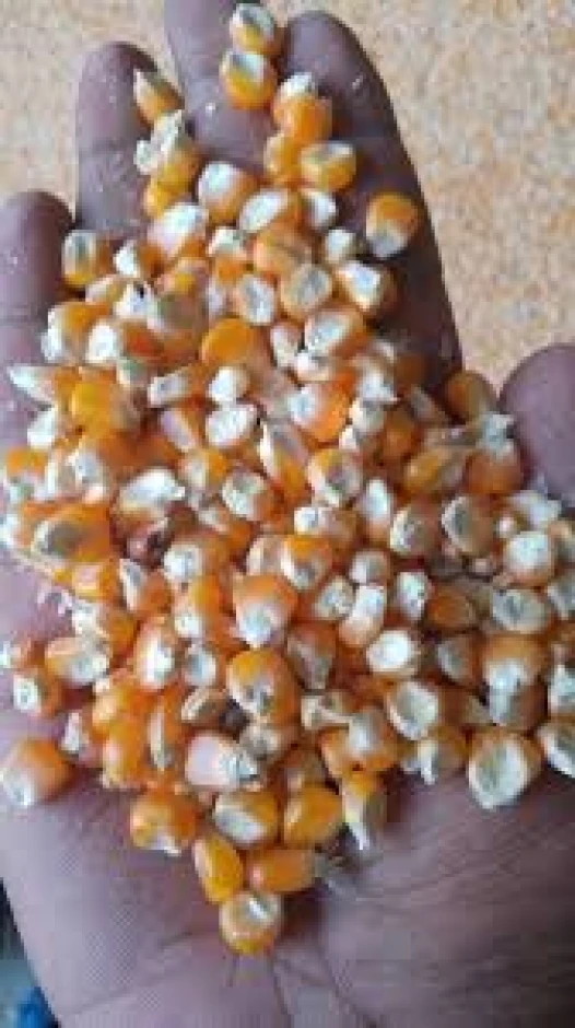Corn grain in bulk. #1