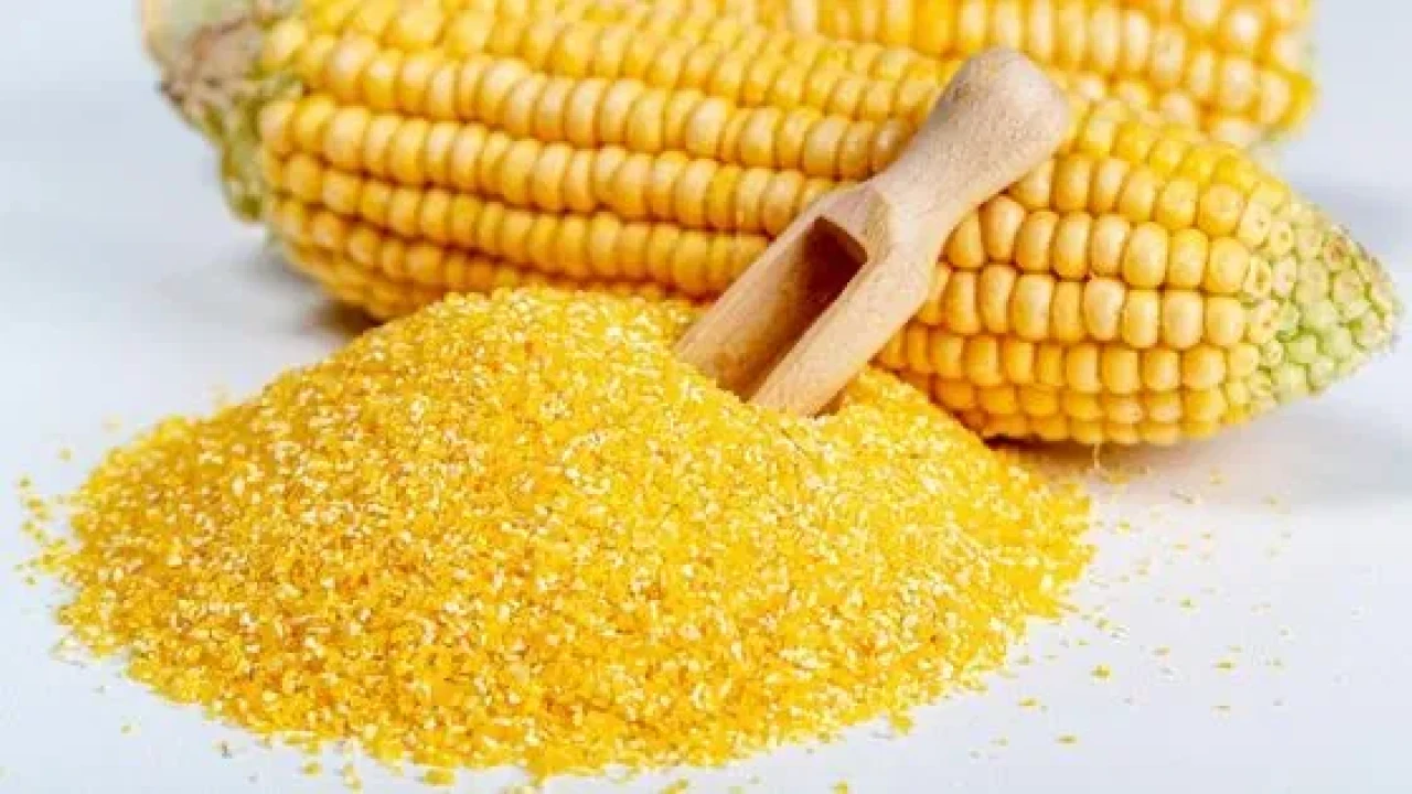 Кукуруза Талдыкорган #1