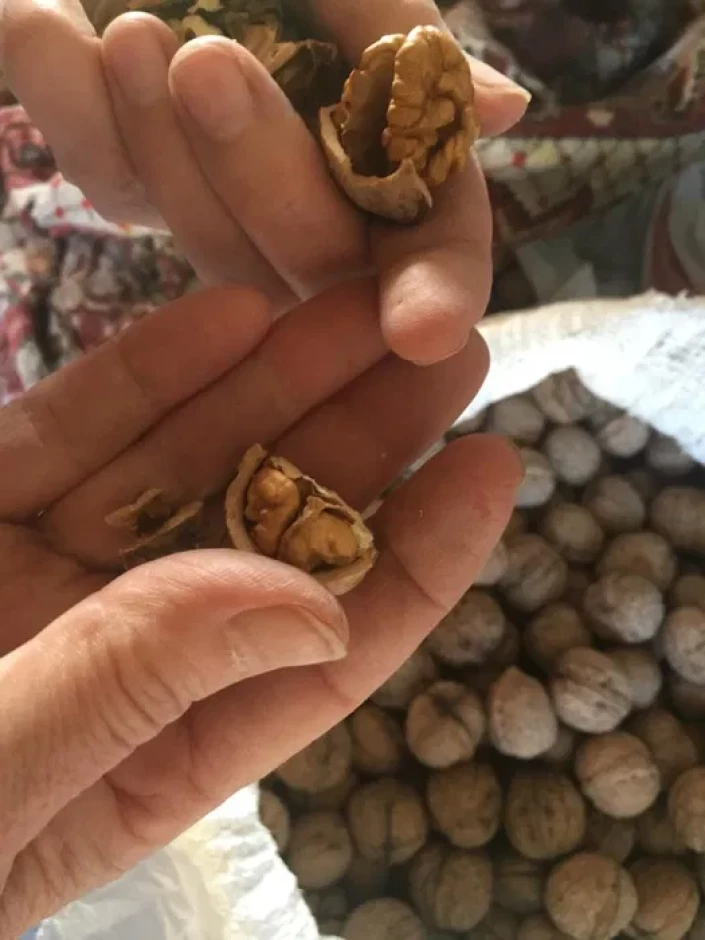 Продам грецкие орехи - 2 Продам грецкие орехи #2