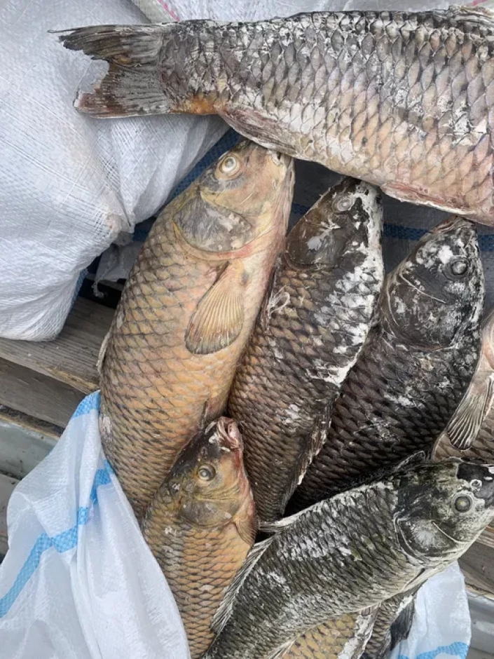 Рыба Сазан - 2 Рыба Сазан #2