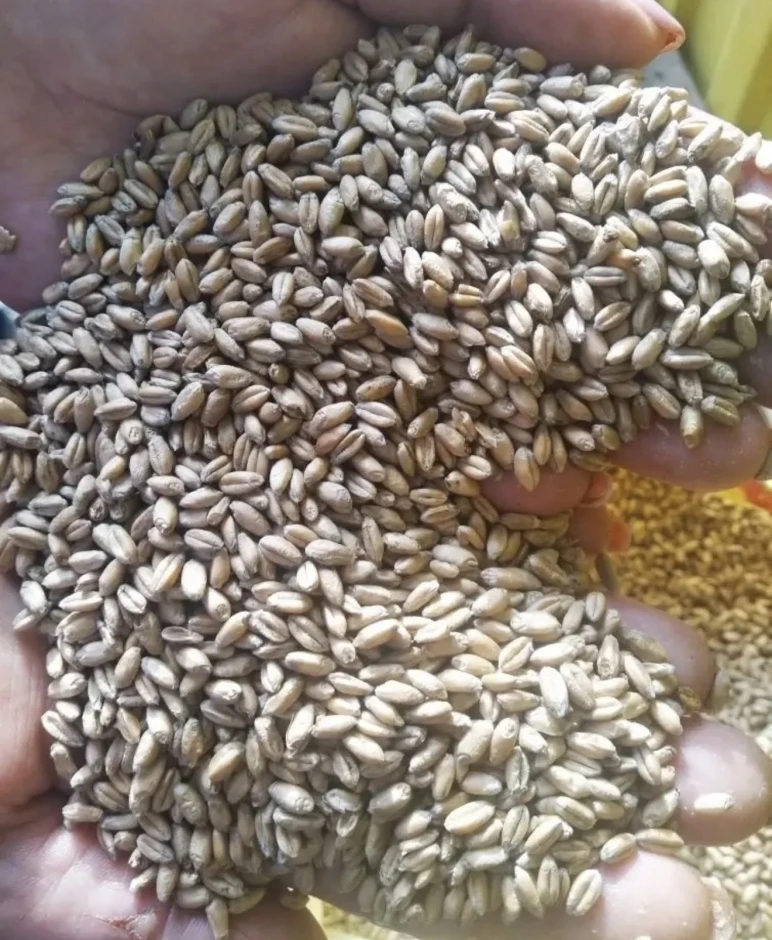 Wheat. - 1 Wheat. #1