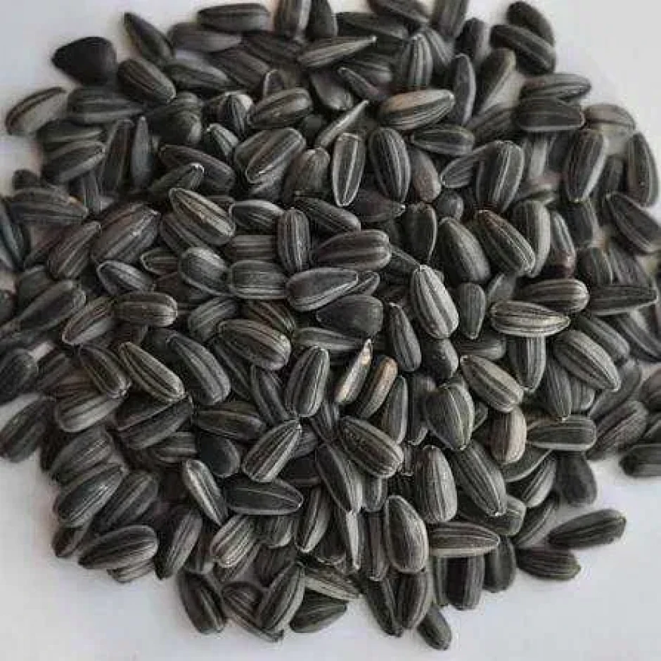 Sunflower seeds calibrated bags in bulk urgently. #1