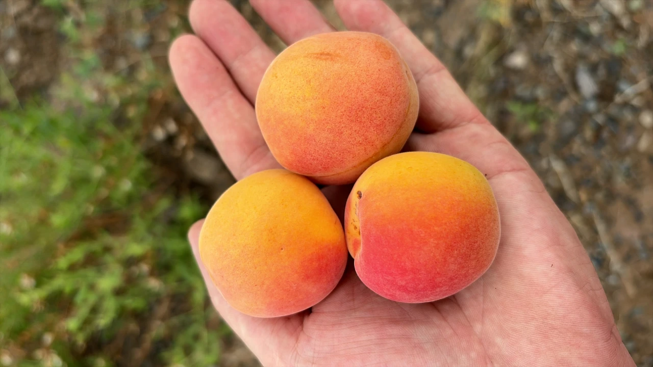 Apricot orchard. #1