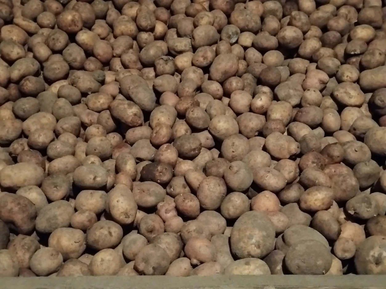 We sell potatoes in bulk. - 1 We sell potatoes in bulk. #1
