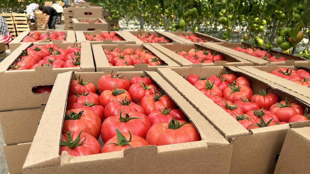 Tomatoes, greenhouse tomatoes on hydroponics. #2