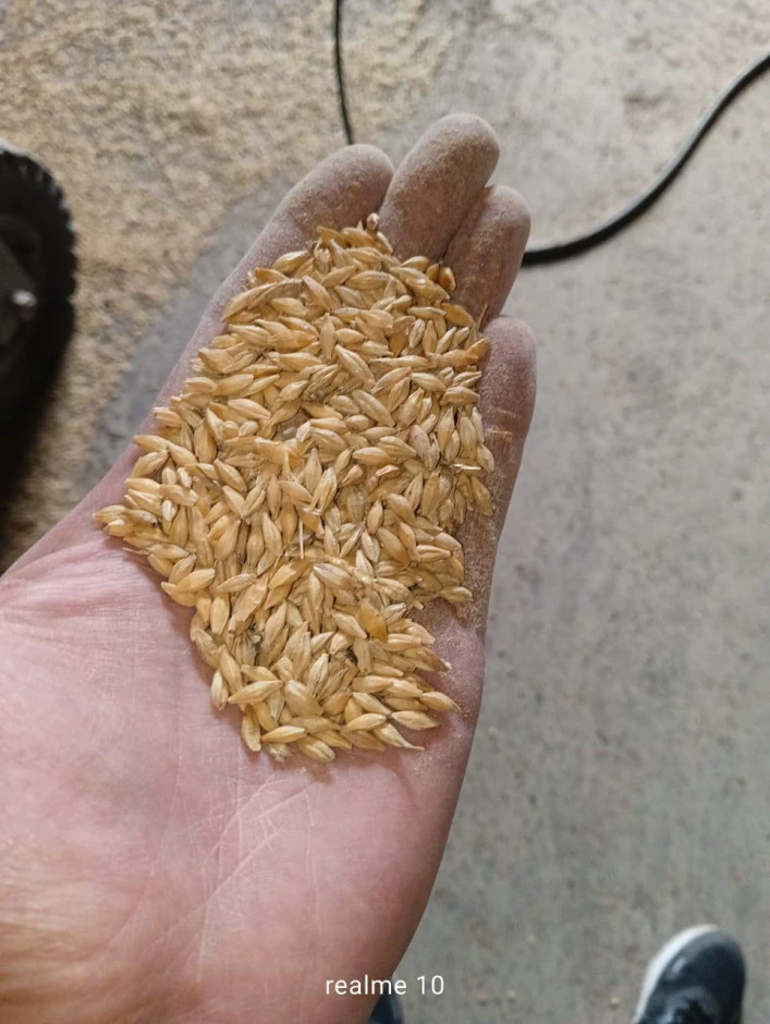 Ячмень фуражный - 2 Ячмень фуражный #2