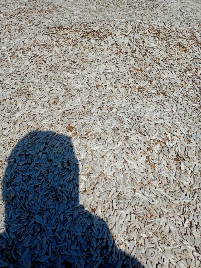 Sunflower seeds. #2