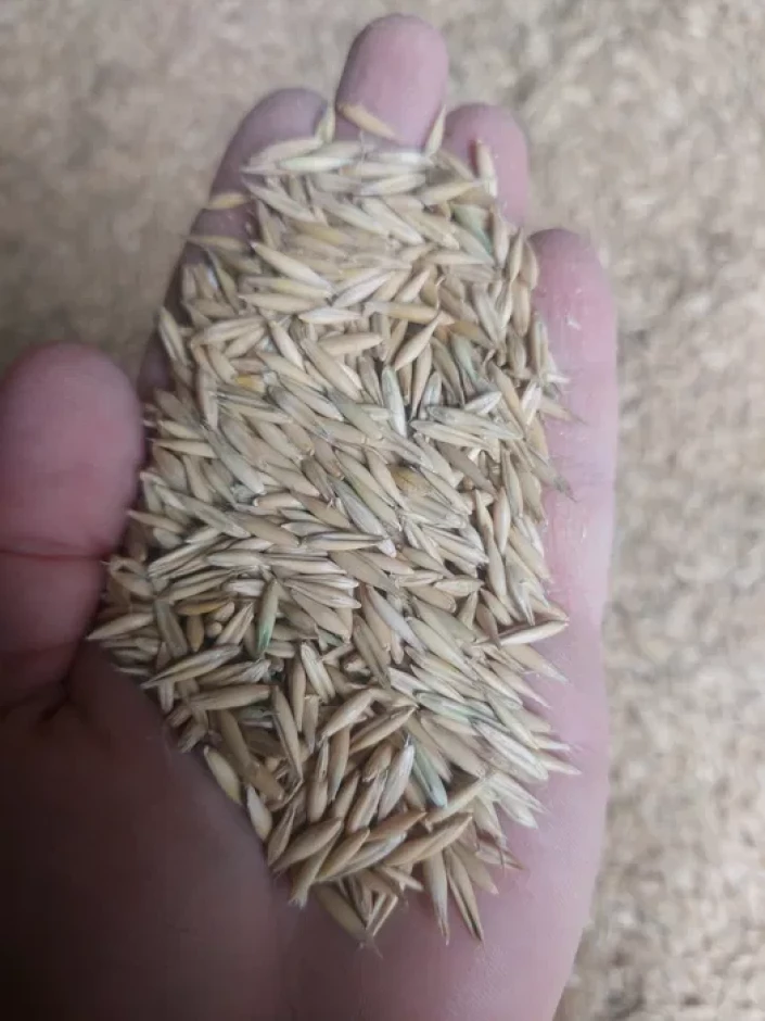 Продам овес, сулу - 1 Продам овес, сулу #1