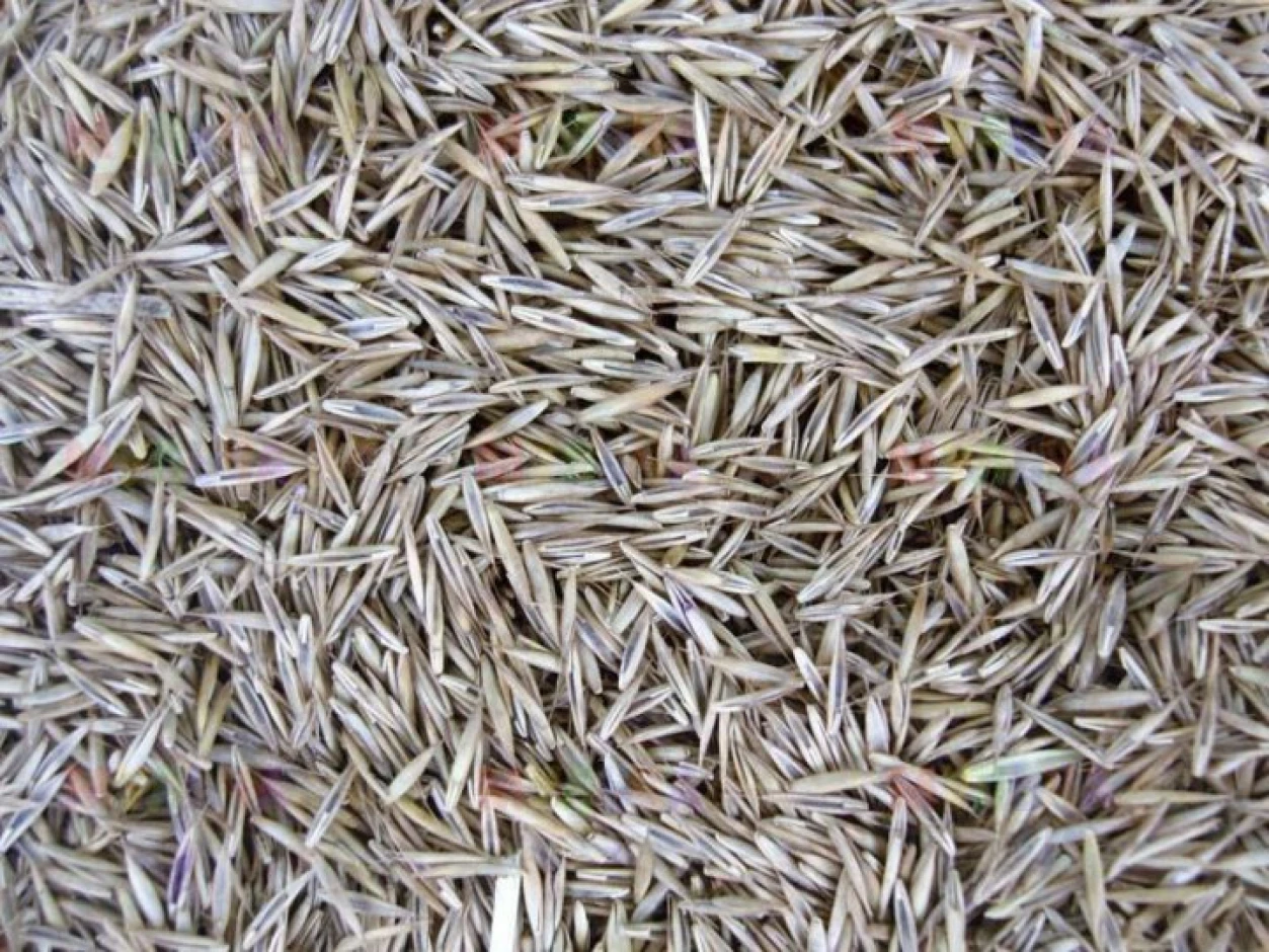 Red fescue. #1
