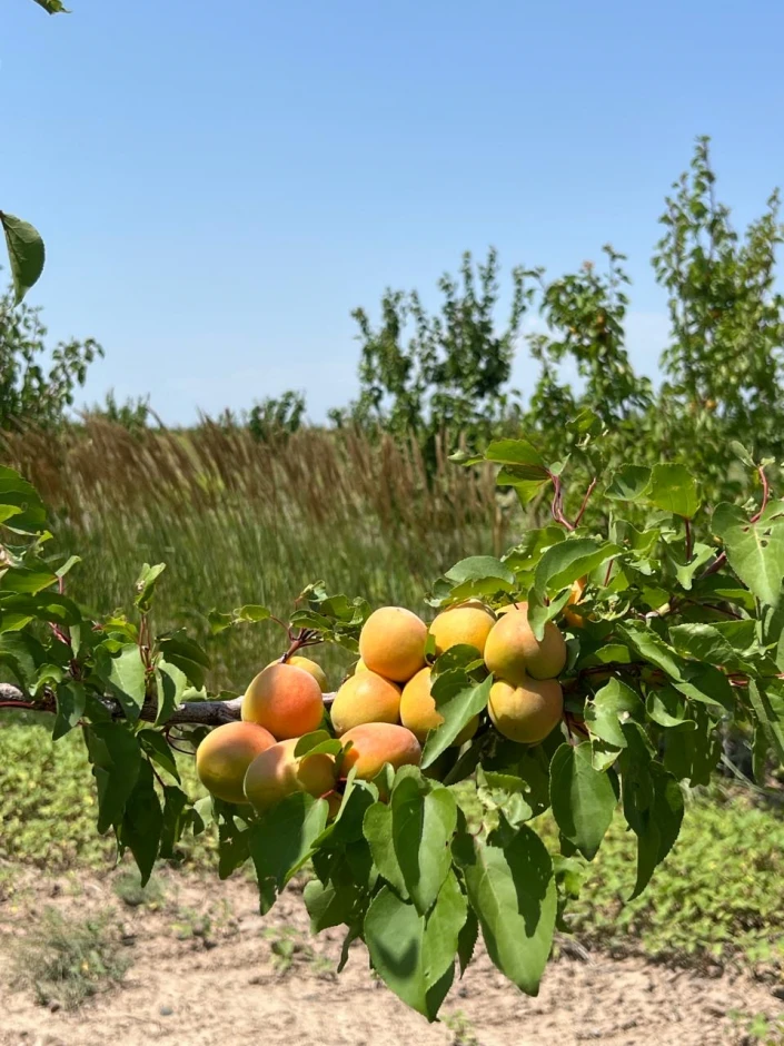 Apricot orchard. #2