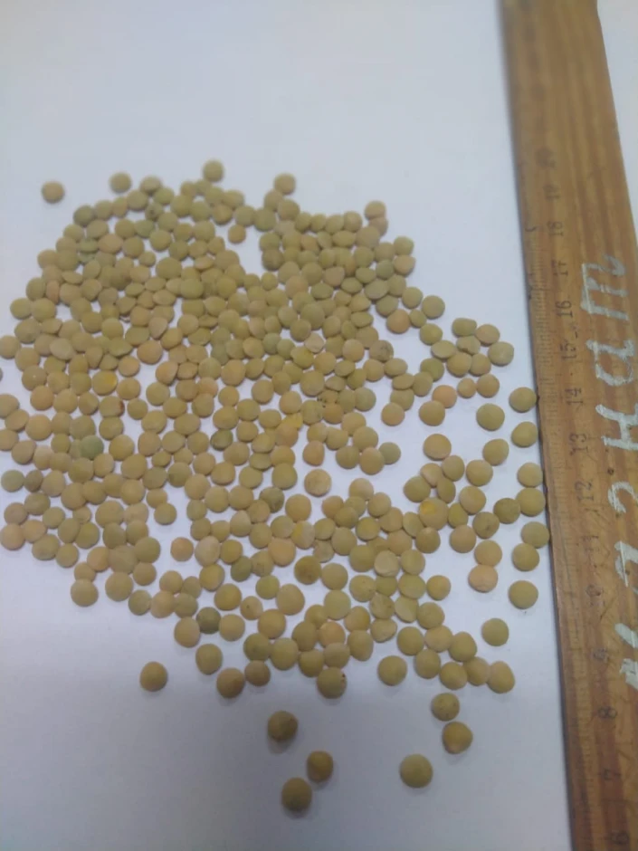 Чечевица зеленая #1