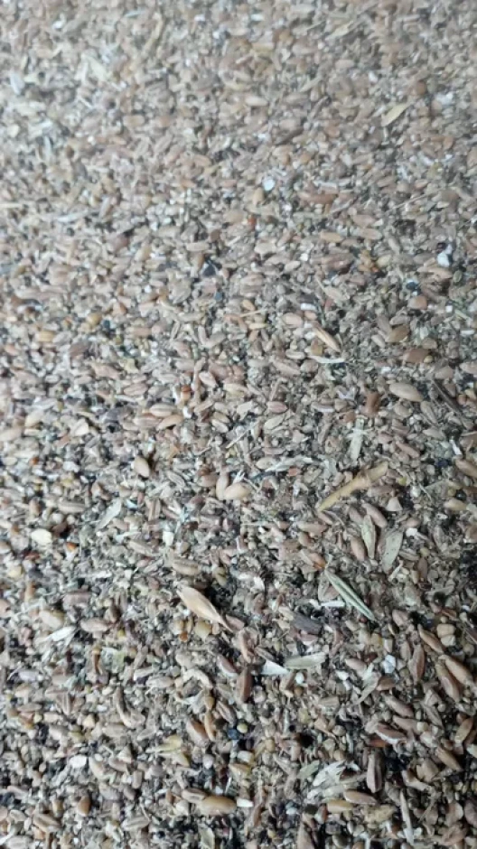 Grain waste: wheat, buckwheat. #2