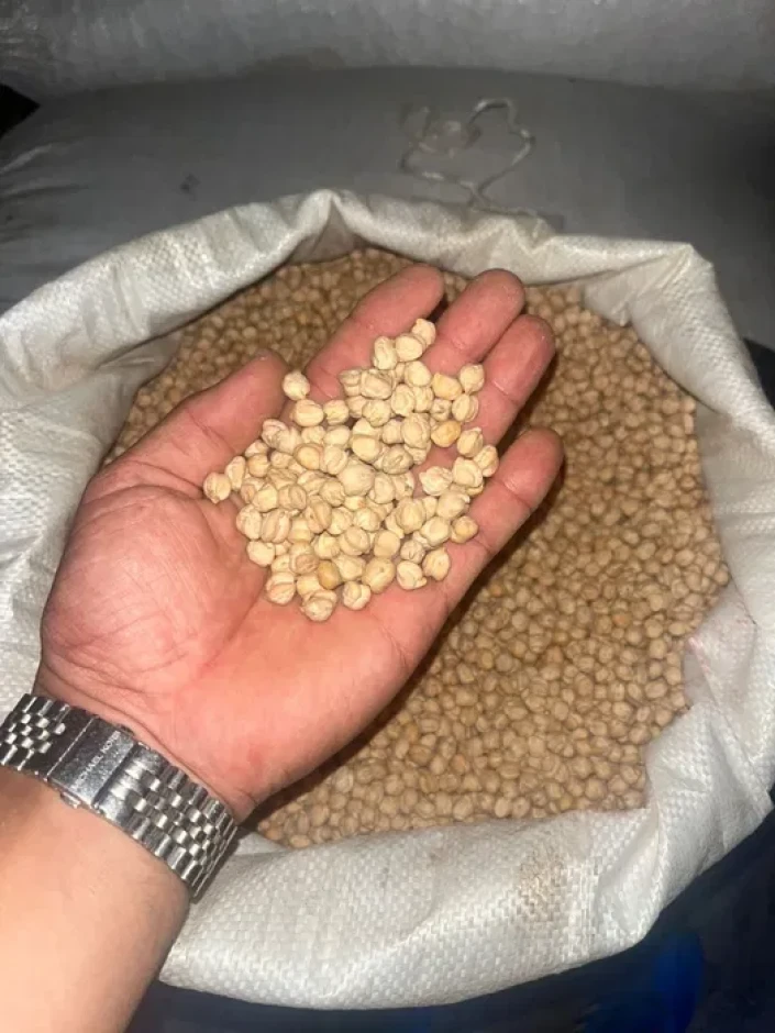 турецкий горох (нут) местный қапталған, таза, сорты гибрид - 2 турецкий горох (нут) местный қапталған, таза, сорты гибрид #2