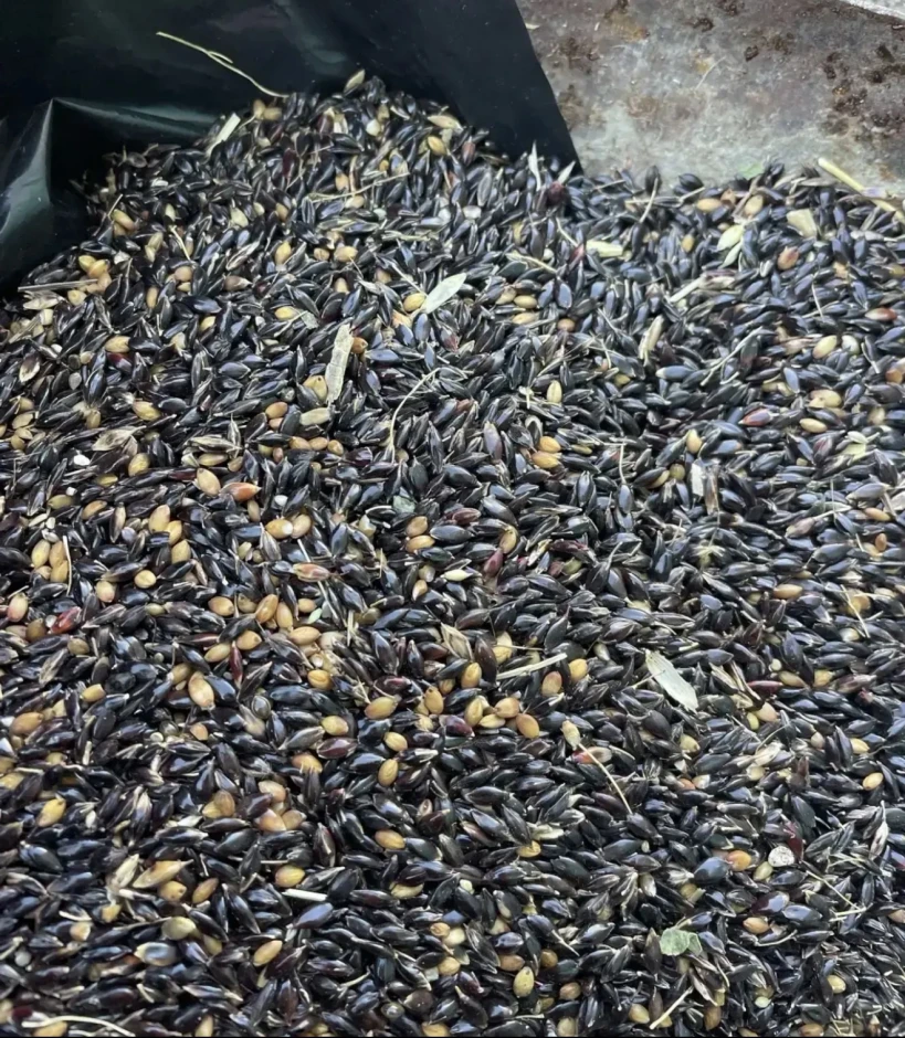 Sudan. - 1 Sudan. #1