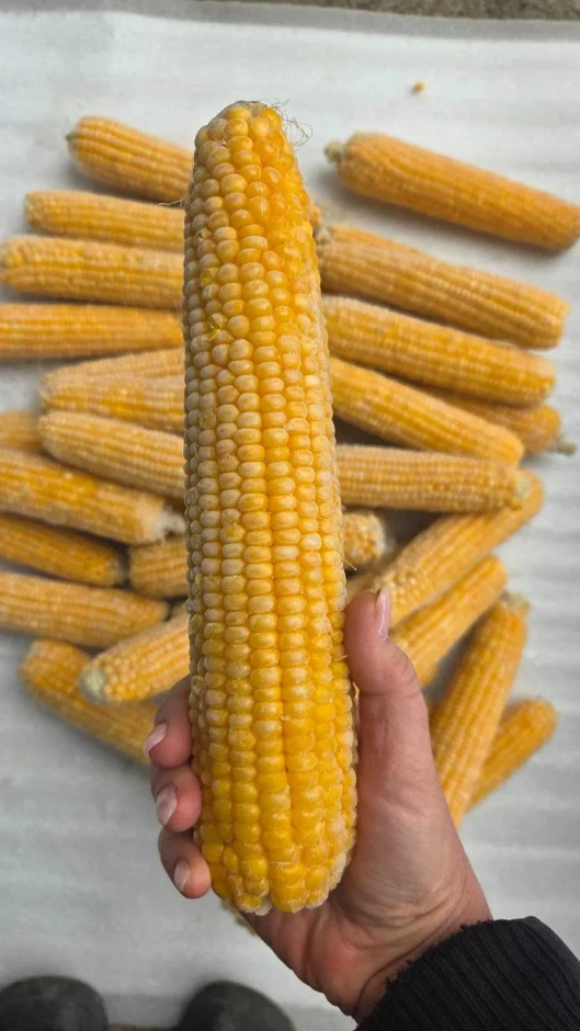 Кукуруза сладкая замороженная для варки #3