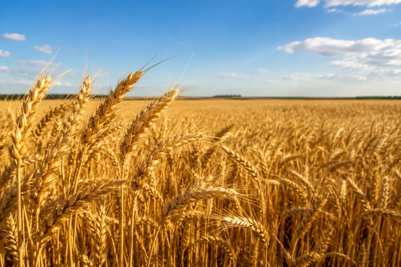 We buy wheat grade 3. #1