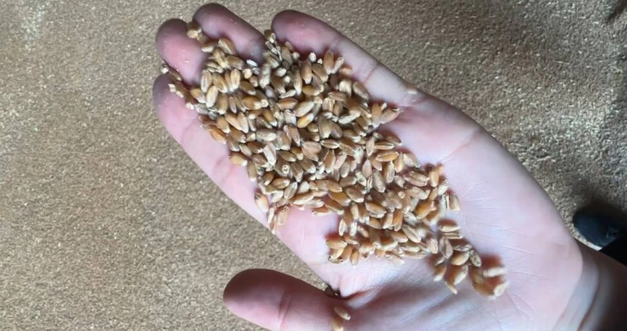 Пшеница 3 класса #3