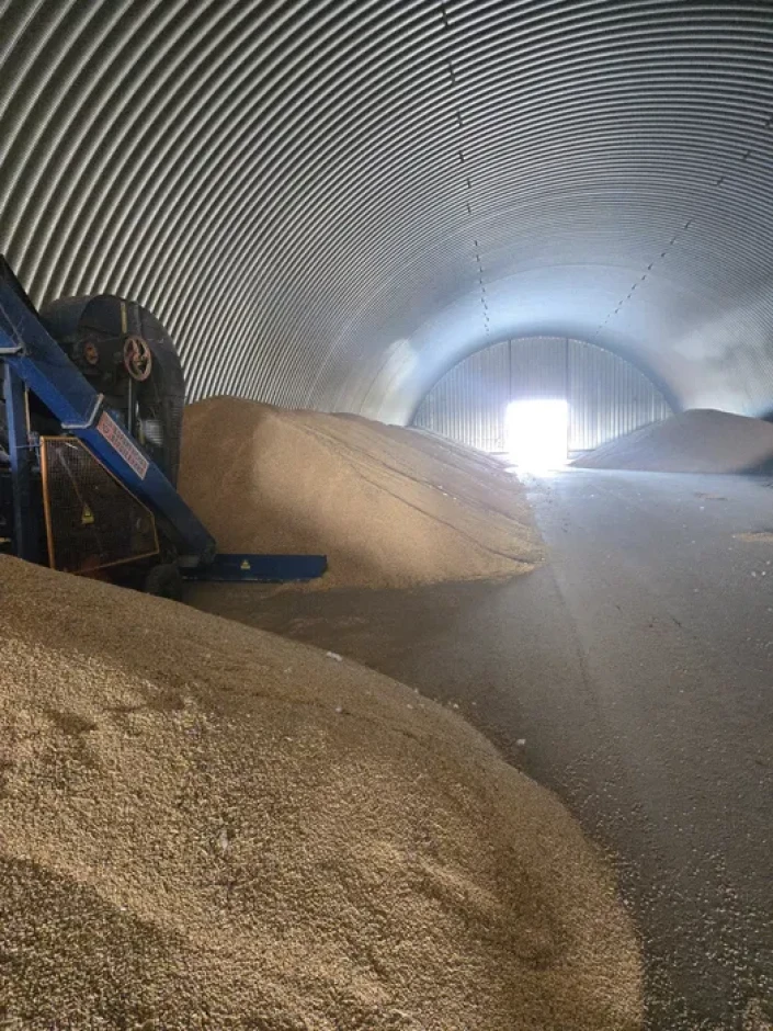 Barley for sale, 1st class, harvest 2026. #3