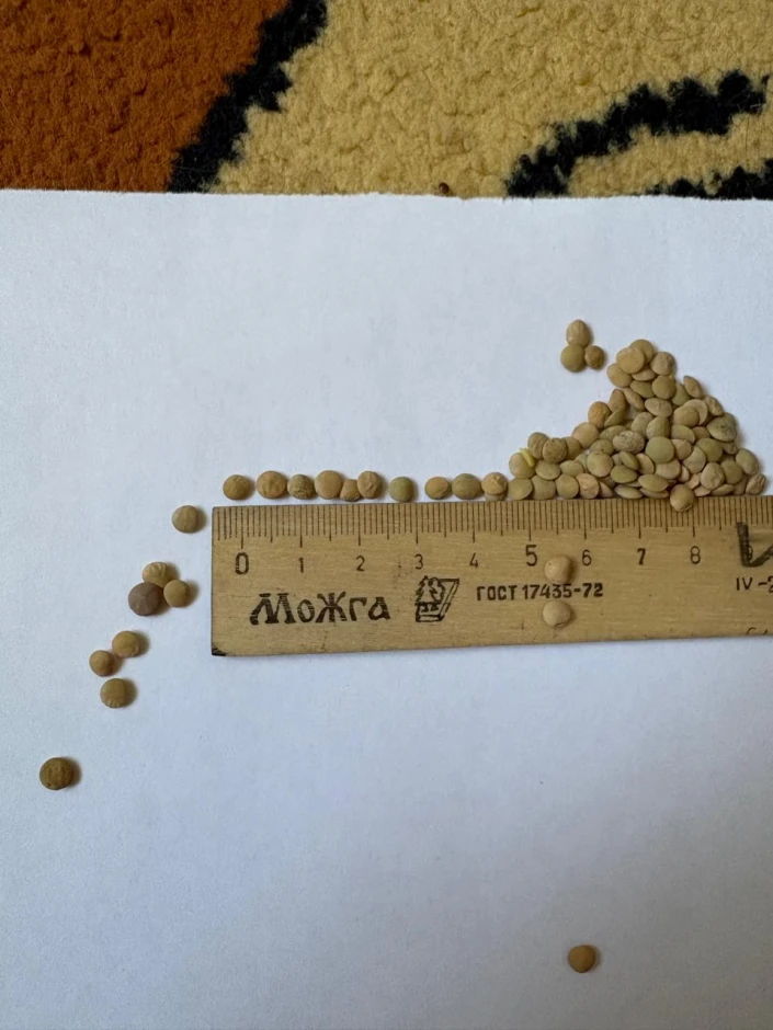 I will sell green small-seeded lentils. #1