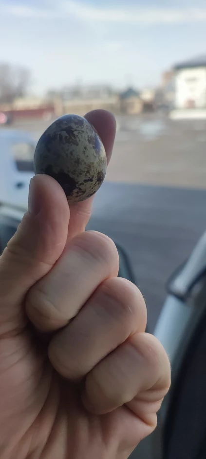 Яйцо перепелиное #1