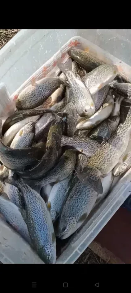 Форель, царьская рыба - 6 Форель, царьская рыба #6