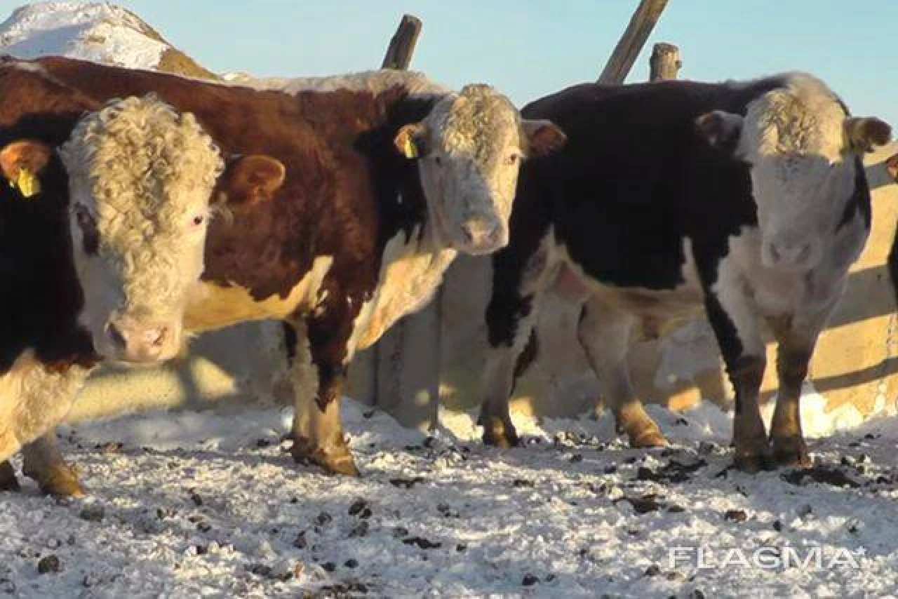 Cattle. #1