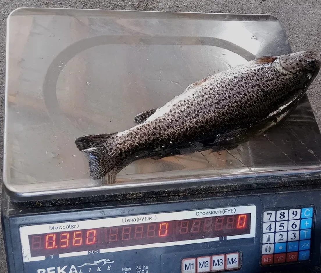 Форель, царьская рыба - 3 Форель, царьская рыба #3