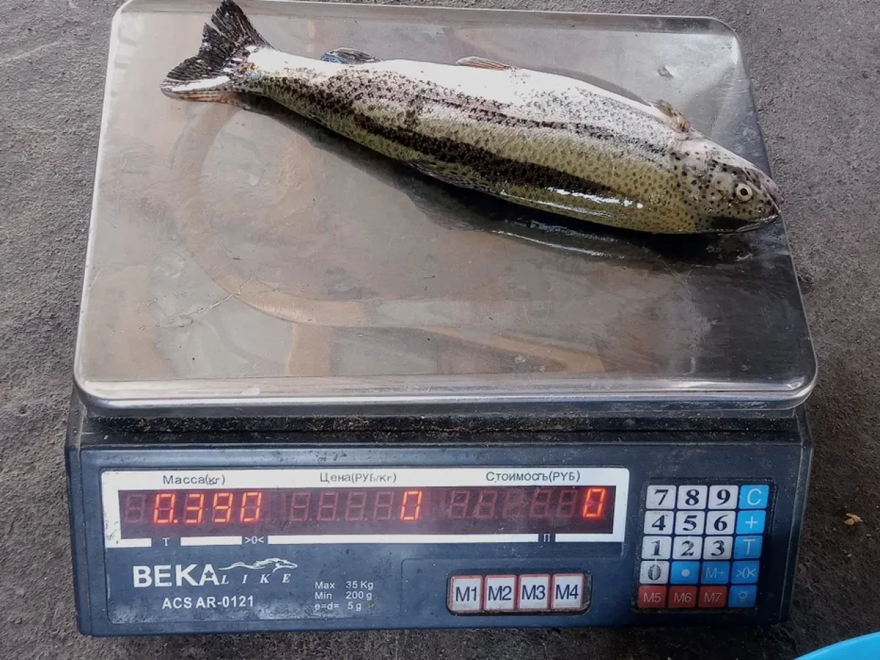 Форель, царьская рыба - 4 Форель, царьская рыба #4