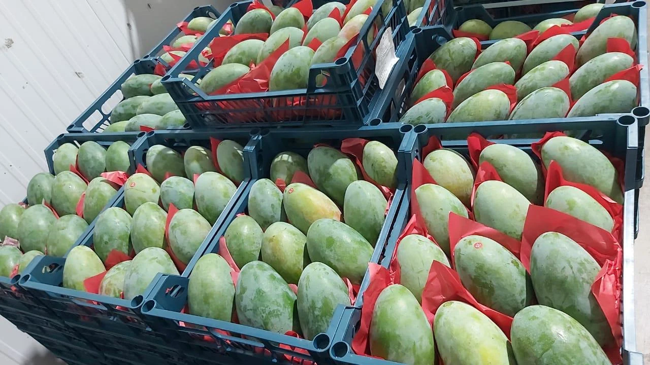 Mango from the manufacturer. #1