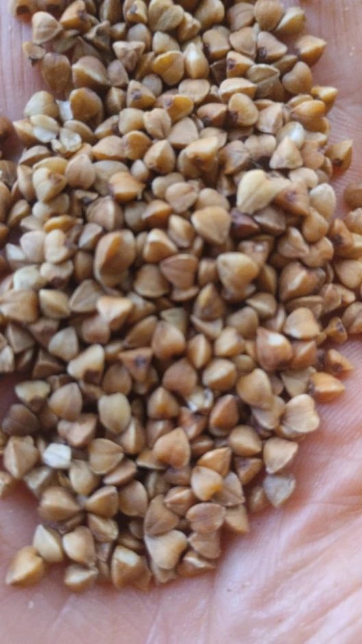 I will sell buckwheat. #1