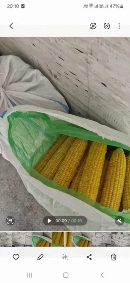 Сладкая кукуруза #3