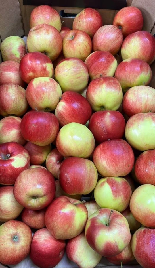 I will sell apples of the Idared variety. - 1 I will sell apples of the Idared variety. #1
