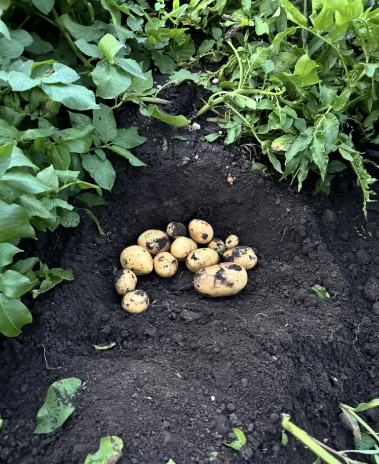 Potatoes (Gala variety). #1