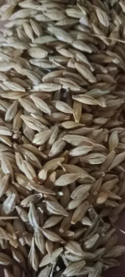 Ячмень семенной для посева чистый хорошего качества #1