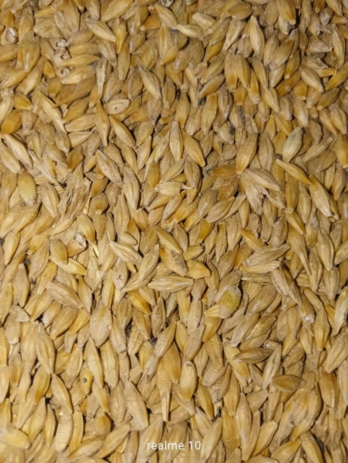 Ячмень фуражный - 1 Ячмень фуражный #1