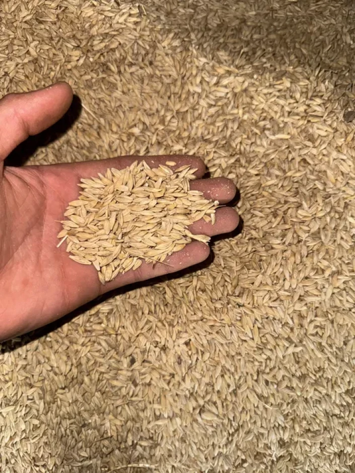Excellent Barley is sold in the farm. Price: 80.000 per ton. #3