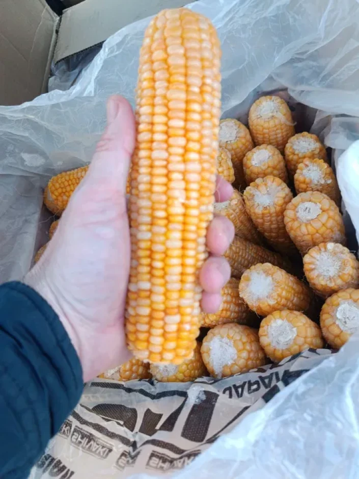 Свежемороженая кукуруза #2