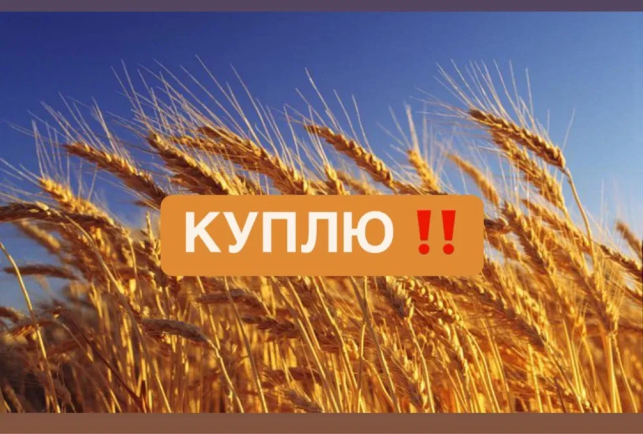 Пшеница 3-5 класс #1