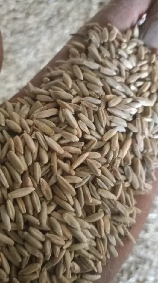 I will sell grain Rye. #2