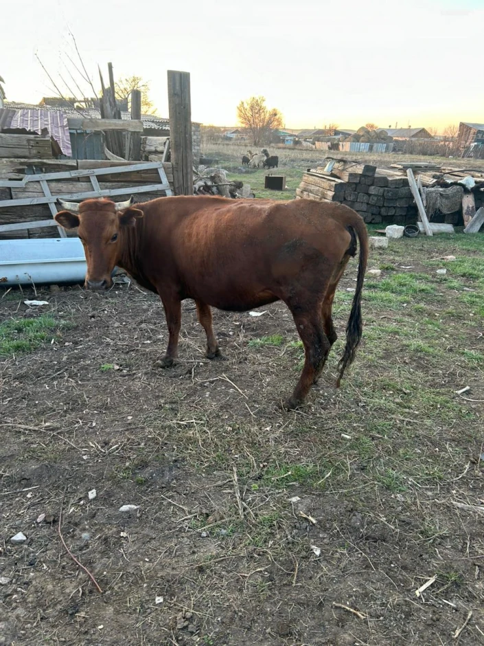 11 heads of cattle are for sale. #3