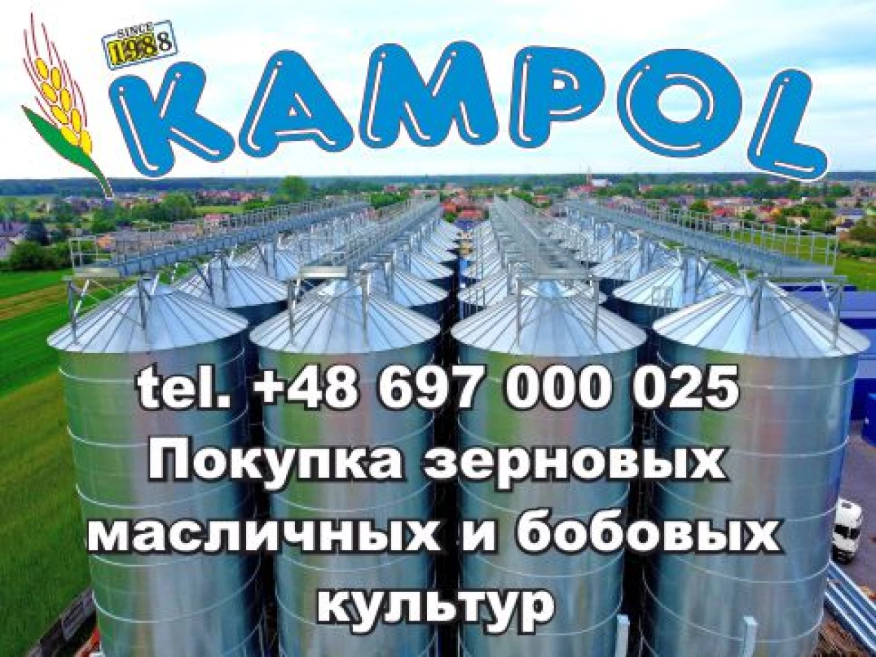 Редька масличная  куплю #1